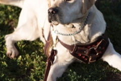 JuliasServiceDog